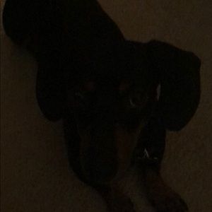 Meet your Posher, Donald